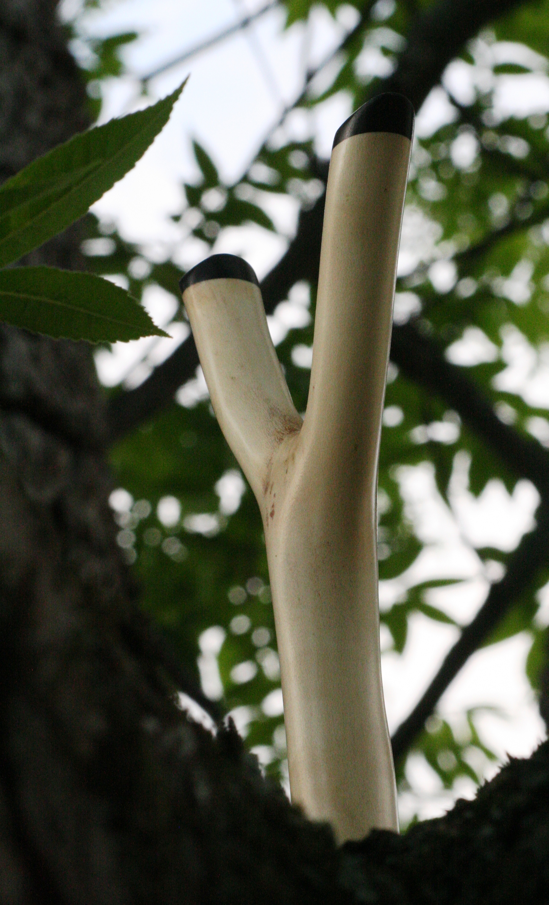 Holly natural fork with Ebony tips and buttcap....Gentleman's slingshot