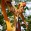 Custom FlippinOut Slingshot- How to get your Own