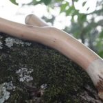 Dogwood natural with antler burr butt cap and antler fork tips