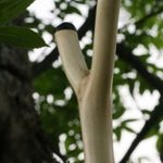 Holly natural fork with Ebony tips and buttcap….Gentleman’s slingshot